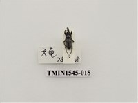 藏品(長錐象鼻蟲科)的圖片